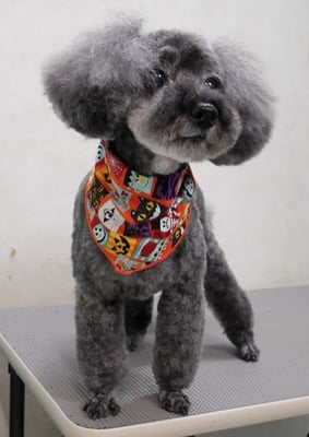 本渡プリンちゃん