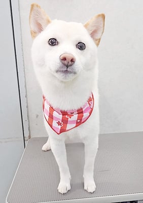 登おもちちゃん