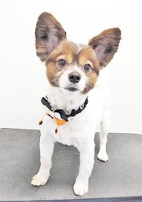 枦山てつちゃん