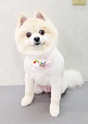 西堂ココちゃん