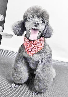 竹崎ルフィちゃん