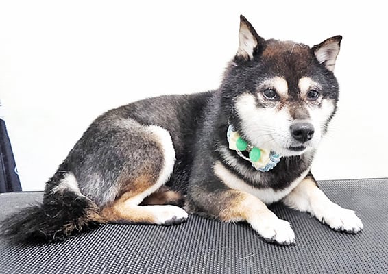 斉脇げんたちゃん