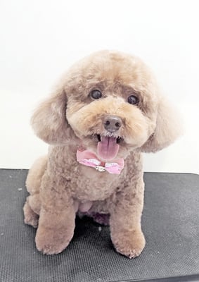 木村プリンちゃん