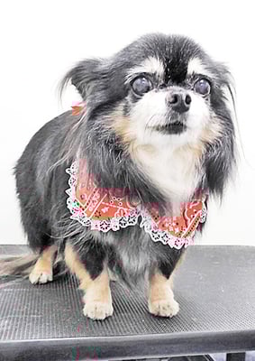 福留まろちゃん