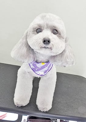 田中ロビンちゃん