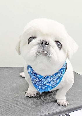 平田タイヤンちゃん