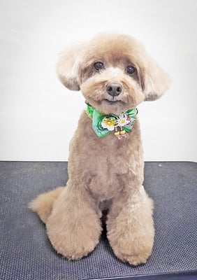 平田小鉄ちゃん