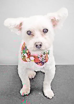 福元ミルクちゃん