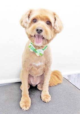 粟コロスケちゃん