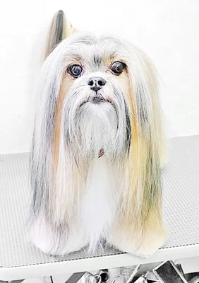 笹平ショコラちゃん