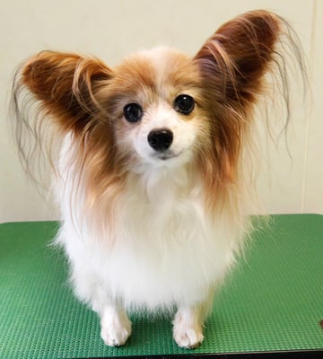 児島ヴィヴィアンちゃん