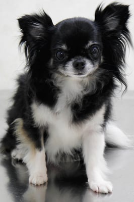 森崎クロちゃん