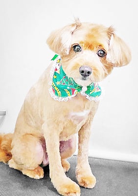 粟コロスケちゃん