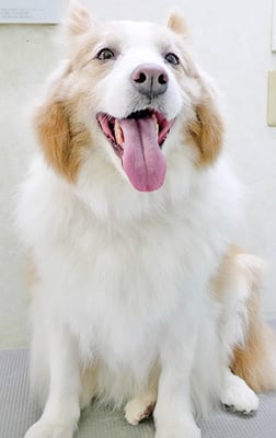 森本アンズちゃん