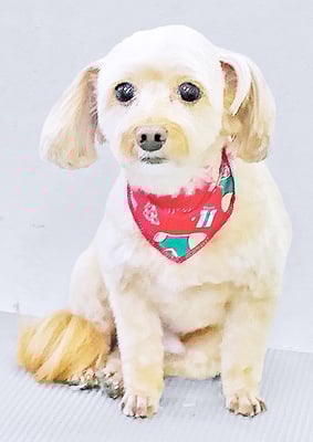 前原クッキーちゃん