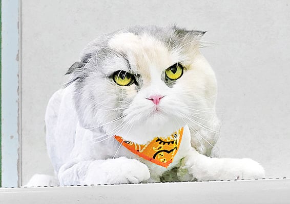 神田くーくーちゃん