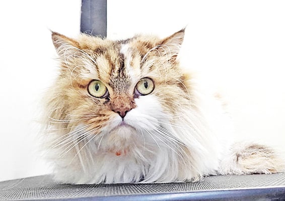 植松くるみちゃん