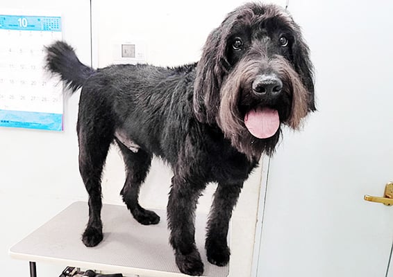 田代ロッティちゃん