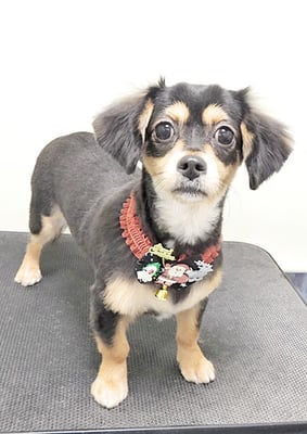 衛藤くぅちゃん