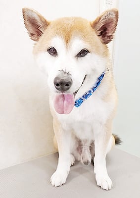 黒田コロちゃん