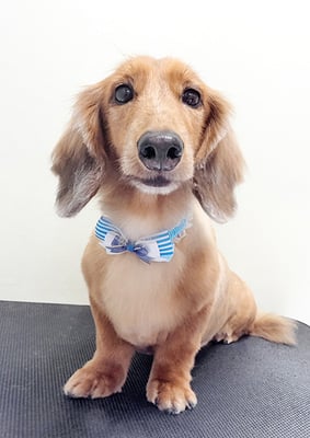 伊藤みとらちゃん