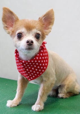 江上ベベちゃん