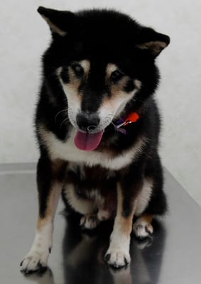 和田ランマルちゃん