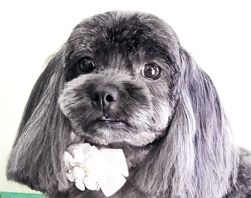 能勢シュガーちゃん