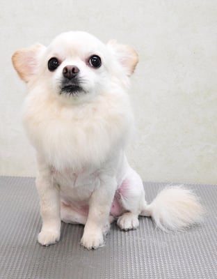 森崎ヒメちゃん