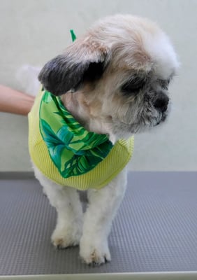 大田ポッキーちゃん