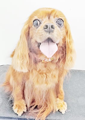 橋口ルビーちゃん