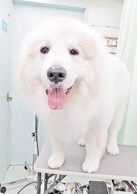 田代メイちゃん