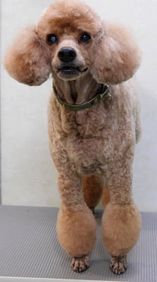 柴ヤックンちゃん