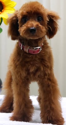 本田はなちゃん