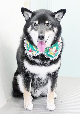 貴島ボタンちゃん