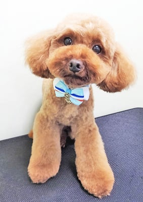 飯野コムギちゃん