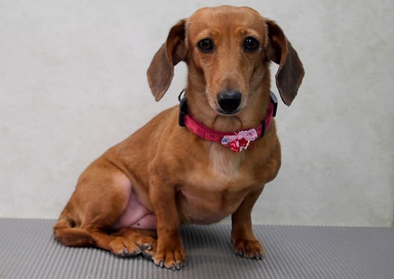 別府モモちゃん