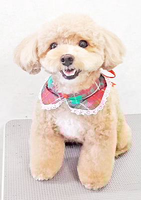 丸山小琴ちゃん