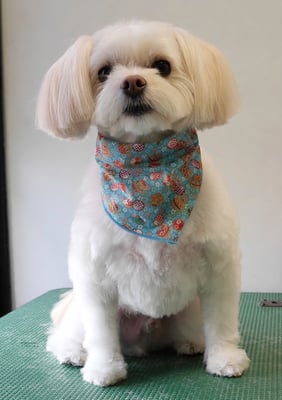 大脇ココアちゃん