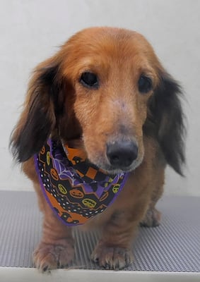 下唐湊モモちゃん