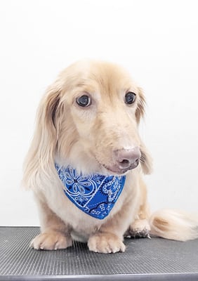 前薗パルちゃん