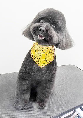 本坊ダノちゃん