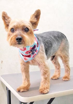 中野ルパンちゃん