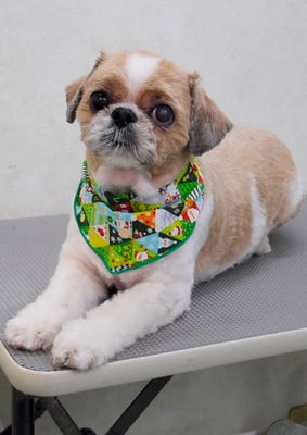 有留コロちゃん