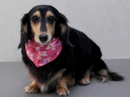 湯田モモちゃん