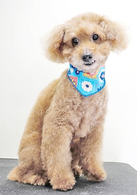 前田ソルファちゃん