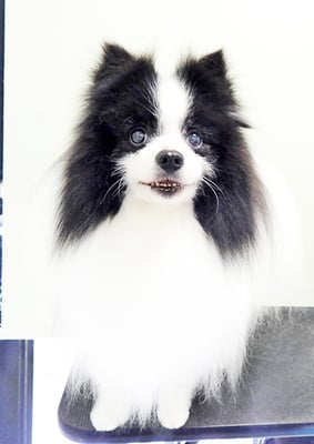 八木マリアンちゃん