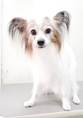 吉田パピちゃん