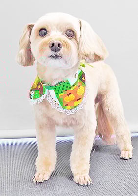 前原クッキーちゃん