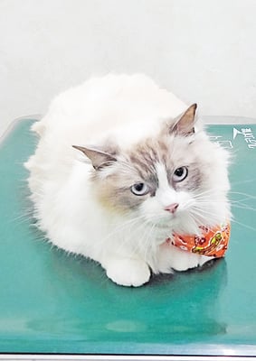 尾上ココちゃん